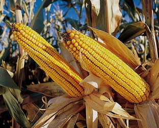 Набули чинності Умови страхування майбутнього врожаю кукурудзи на зерно
